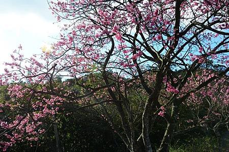 櫻花小旅行 石碇苗圃櫻花