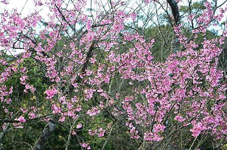 櫻花小旅行 石碇苗圃櫻花