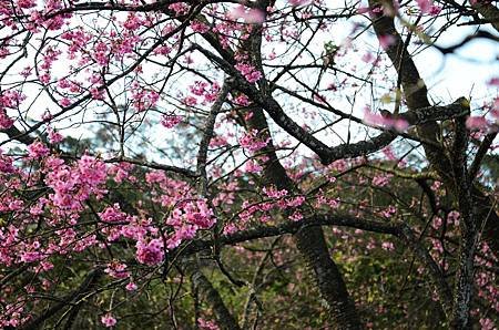 櫻花小旅行 石碇苗圃櫻花