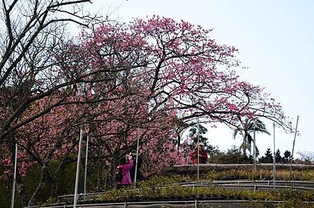 櫻花小旅行 石碇苗圃櫻花