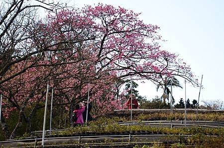 櫻花小旅行 石碇苗圃櫻花