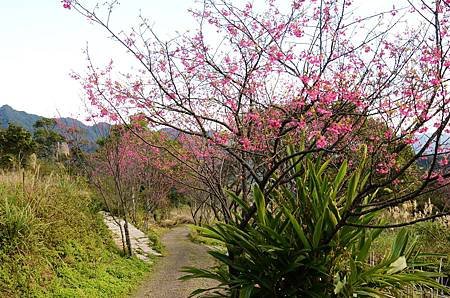 櫻花小旅行 石碇苗圃櫻花