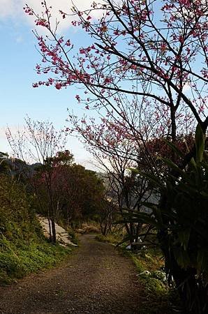 櫻花小旅行 石碇苗圃櫻花