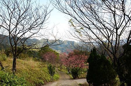 櫻花小旅行 石碇苗圃櫻花