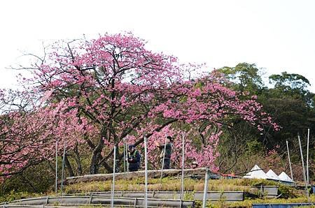 櫻花小旅行 石碇苗圃櫻花