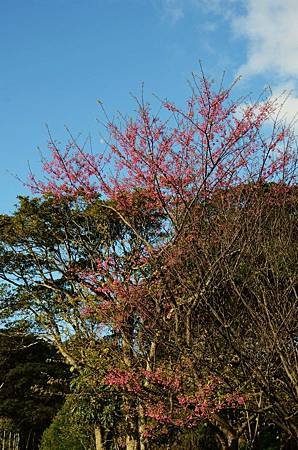 櫻花小旅行 石碇苗圃櫻花