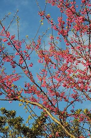 櫻花小旅行 石碇苗圃櫻花