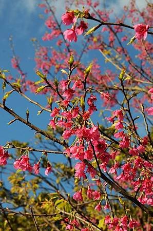 櫻花小旅行 石碇苗圃櫻花