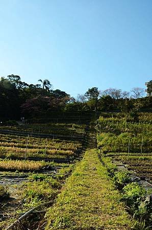 櫻花小旅行 石碇苗圃櫻花