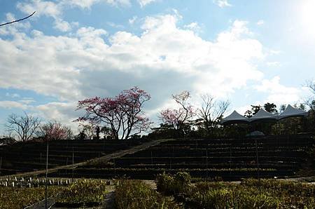 櫻花小旅行 石碇苗圃櫻花