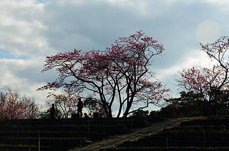 櫻花小旅行 石碇苗圃櫻花