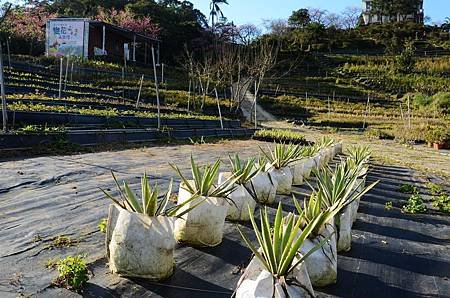 櫻花小旅行 石碇苗圃櫻花