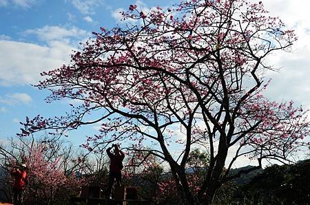 櫻花小旅行 石碇苗圃櫻花