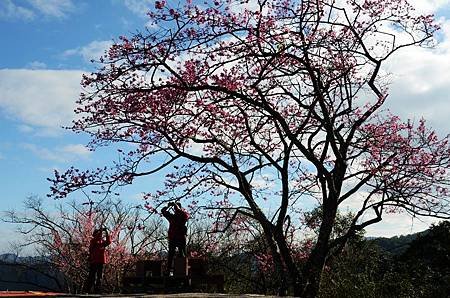 櫻花小旅行 石碇苗圃櫻花