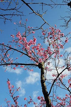 櫻花小旅行 石碇苗圃櫻花