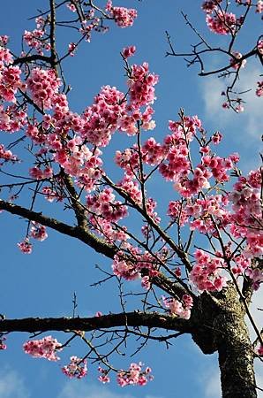 櫻花小旅行 石碇苗圃櫻花