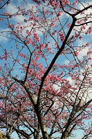 櫻花小旅行 石碇苗圃櫻花