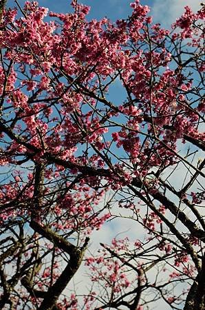 櫻花小旅行 石碇苗圃櫻花