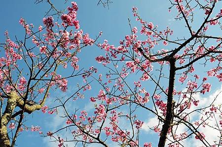 櫻花小旅行 石碇苗圃櫻花