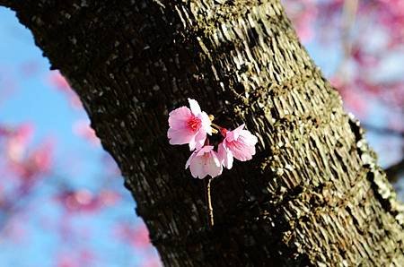 櫻花小旅行 石碇苗圃櫻花