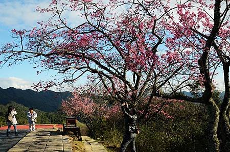 櫻花小旅行 石碇苗圃櫻花