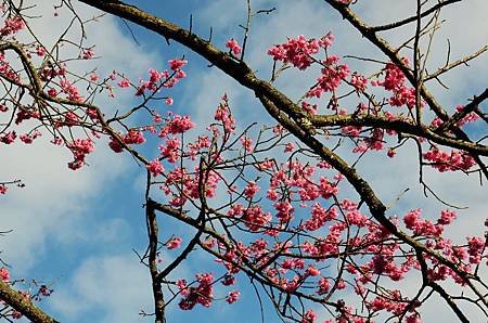 櫻花小旅行 石碇苗圃櫻花