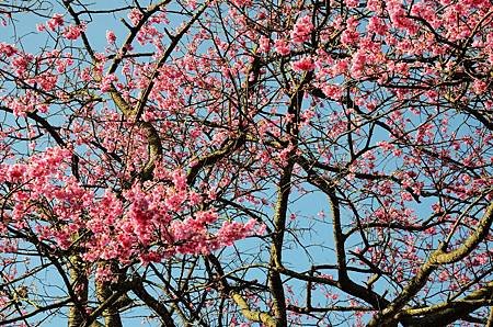 櫻花小旅行 石碇苗圃櫻花