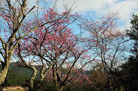 櫻花小旅行 石碇苗圃櫻花