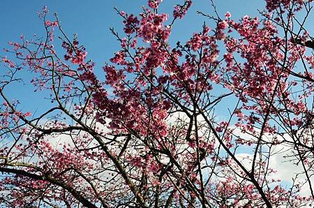 櫻花小旅行 石碇苗圃櫻花