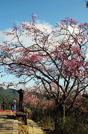 櫻花小旅行 石碇苗圃櫻花