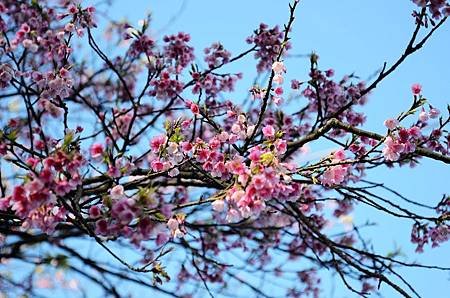 櫻花小旅行 石碇苗圃櫻花