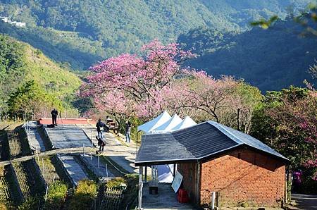 櫻花小旅行 石碇苗圃櫻花