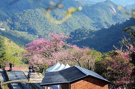 櫻花小旅行 石碇苗圃櫻花