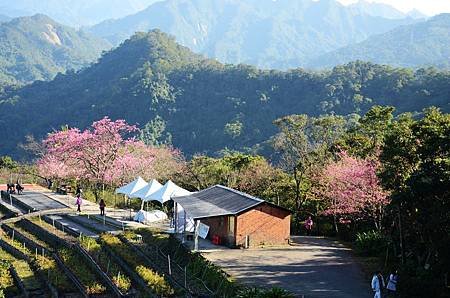 櫻花小旅行 石碇苗圃櫻花