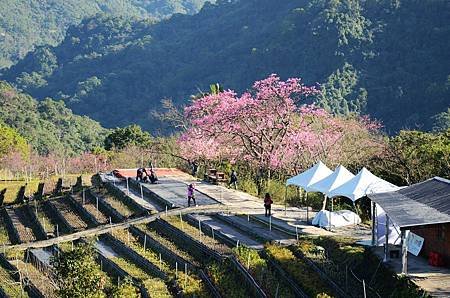 櫻花小旅行 石碇苗圃櫻花