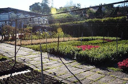 櫻花小旅行 石碇苗圃櫻花