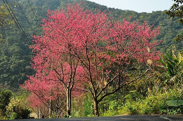 石碇櫻花