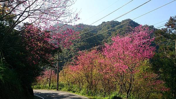 石碇櫻花