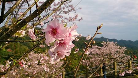 新北市石碇天明宮-賞櫻花2014