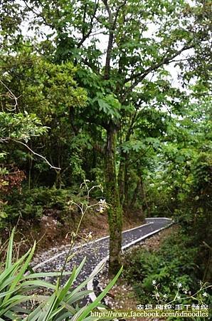 「踏雪尋桐．賞茶趣」活動之桐花步道