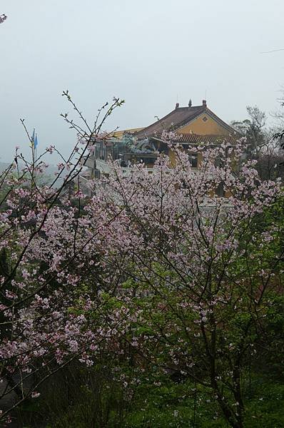 新北市石碇櫻花-天明宮吉野櫻