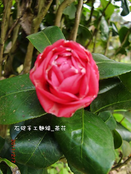 石碇手工麵線-茶花.jpg