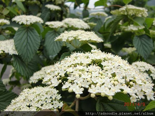 麵線工廠週邊-花花草草 (2).JPG