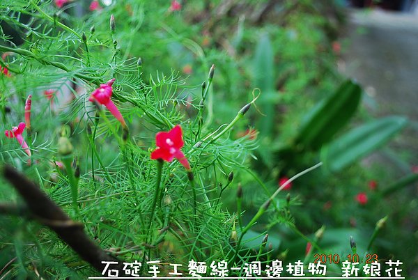 石碇麵線-週邊植物 新娘花