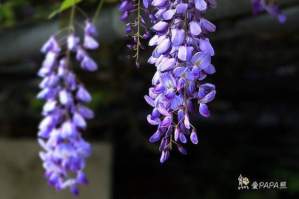 IMG_7602.jpg