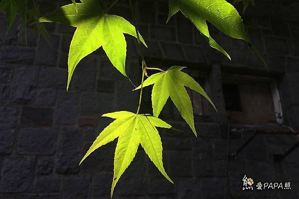IMG_7481.jpg