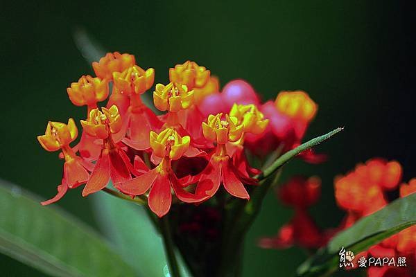 IMG_7662.jpg