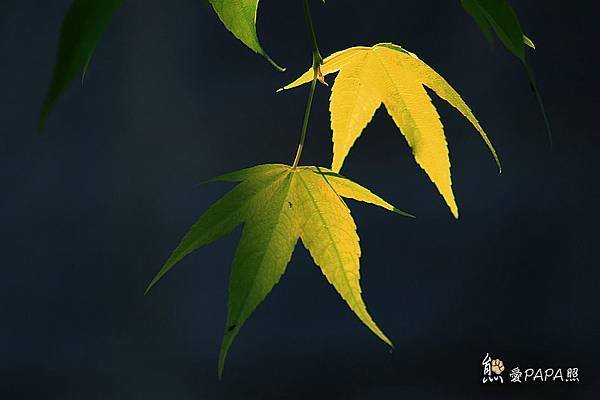IMG_7684.jpg