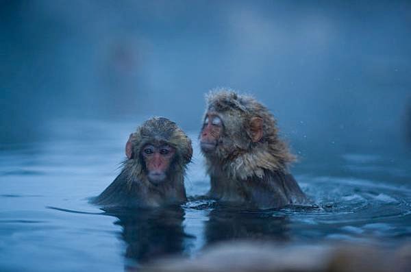 winter_monkey_07