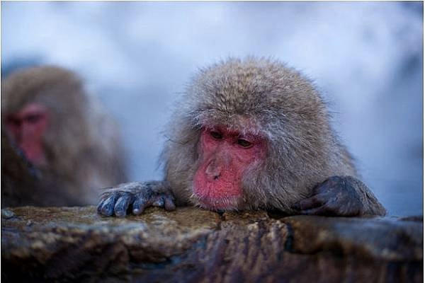 winter_monkey_06